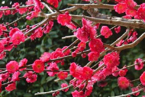 朱砂梅和骨红梅的区别主要有哪些（朱砂梅和骨红梅的区别主要有哪些品种）