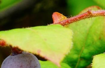 腺齿越橘 腺齿越橘苗
