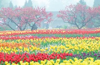 郁金香的田间管理方法（郁金香的田间管理方法有哪些）