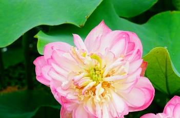 红玲珑（红玲珑核桃）