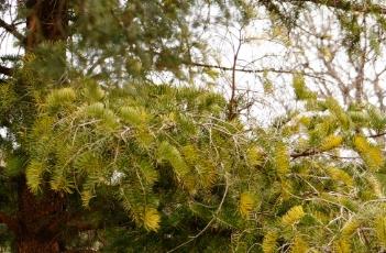 辽东冷杉（辽东冷杉与臭冷杉的区别）