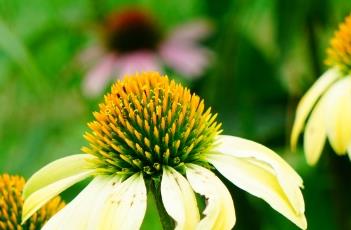 盆栽松果菊的养护方法