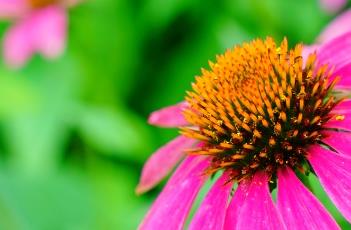 松果菊的田间管理方法