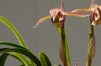 春兰的养殖方法