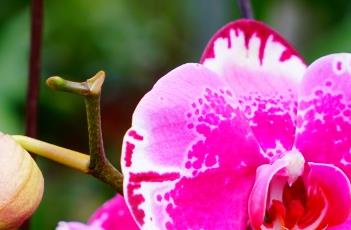 蝴蝶兰花期养护方式 蝴蝶兰花期养护方式