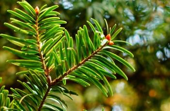 日本冷杉（冷杉树苗多少钱一棵）