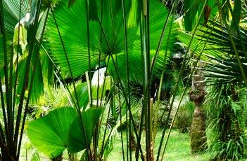 苏玛旺氏钝叶轴榈