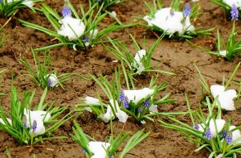 风信子的养殖方法 风信子的养殖方法