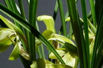 春兰的养殖方法