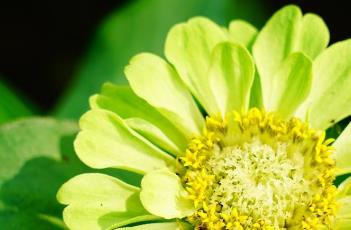 百日菊的繁殖方法 百日菊的繁殖方法