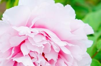 牡丹能扦插繁殖方法