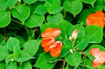 非洲凤仙花的生长习性（非洲凤仙花的花期）