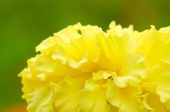 万寿菊的繁殖方法