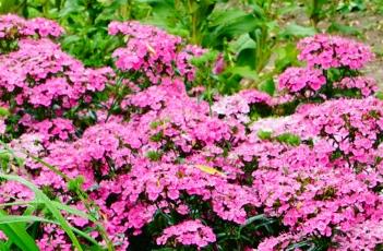 须苞石竹的繁殖方法