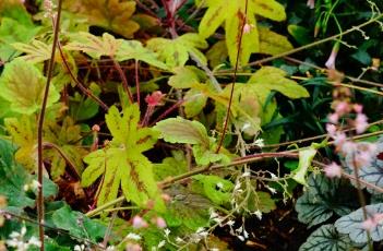矾根的繁殖方法 矾根的繁殖方法
