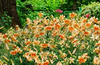 百合主杆出芽怎么处理 百合杆子上有芽