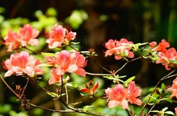 盆栽杜鹃的养殖方法 盆栽杜鹃的养殖方法