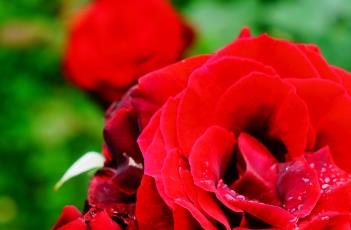 月季花叶枯病的防治方法