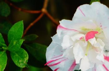 杜鹃花的繁殖方法（杜鹃花的繁殖方法有哪些）