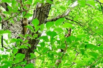 水榆花楸 水榆花楸