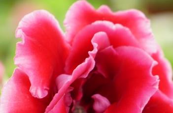 怎么防止大岩桐的常见病害