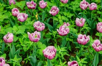 盆栽郁金香的养殖方法