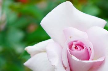 月季花的繁殖方法