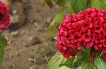鸡冠花的养殖方法 鸡冠花的养殖方法