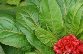 鸡冠花不开花的原因及解决方法