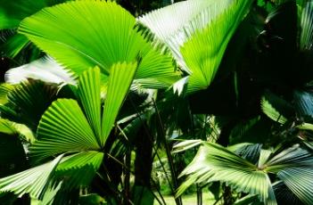 苏玛旺氏钝叶轴榈