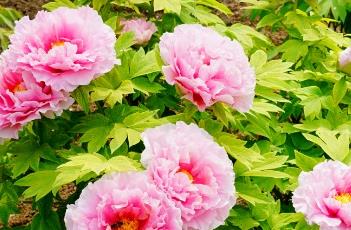 牡丹花的栽培技术
