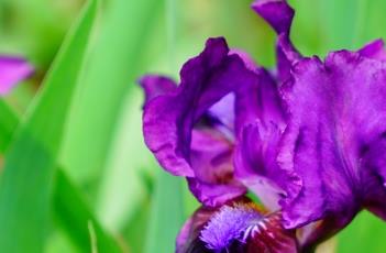 鸢尾花的养殖方法