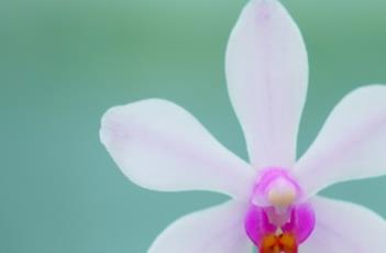 华西蝴蝶兰（野生蝴蝶兰）