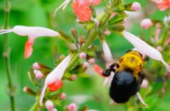 朱唇的栽培技术
