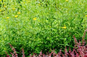 彩叶草的养殖方法