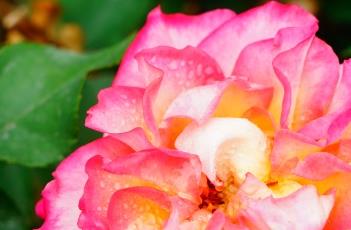 月季花叶枯病的防治方法