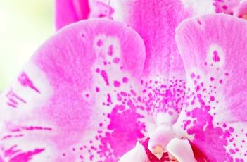 蝴蝶兰养殖注意事项 蝴蝶兰养殖注意事项