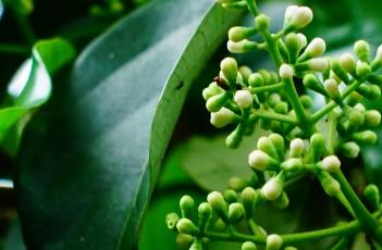 珊瑚树（珊瑚树盆栽）