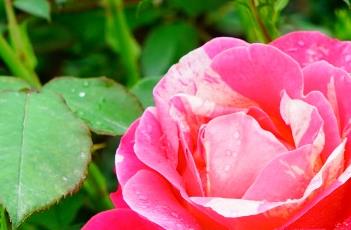月季花种子繁殖注意事项(月季花种子繁殖注意事项是什么)