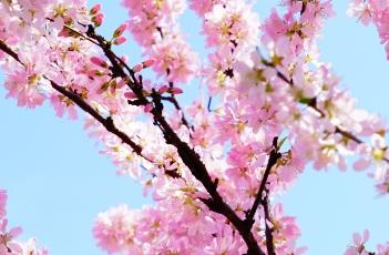 榆叶梅的繁殖方法