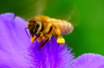 紫露草的繁殖方法