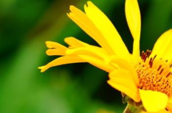 芭蕾明星赛菊芋