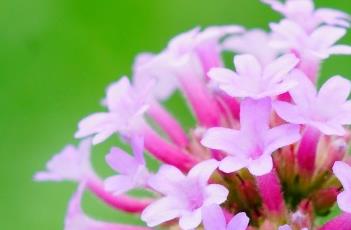 柳叶马鞭草的田间管理 柳叶马鞭草的田间管理