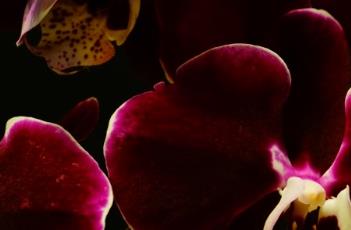 蝴蝶兰花谢后的养护方法 蝴蝶兰花谢后的养护方法