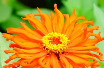 百日菊的繁殖方法 百日菊的繁殖方法