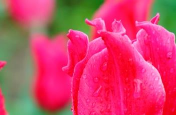 郁金香施肥要点