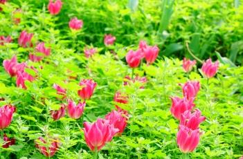 盆栽郁金香的养殖方法