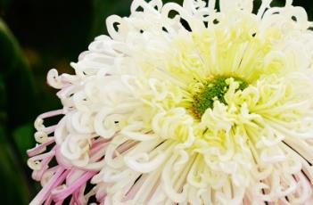 菊花种子播种方法