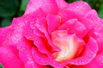 月季花的繁殖方法