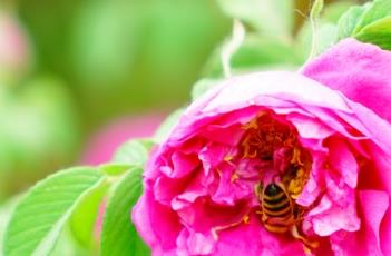 玫瑰不开花的原因 玫瑰不开花的原因